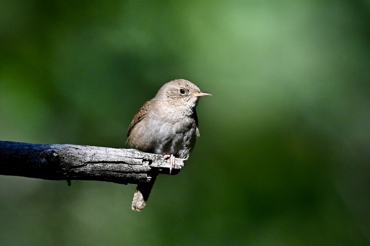 House Wren - ML620791993