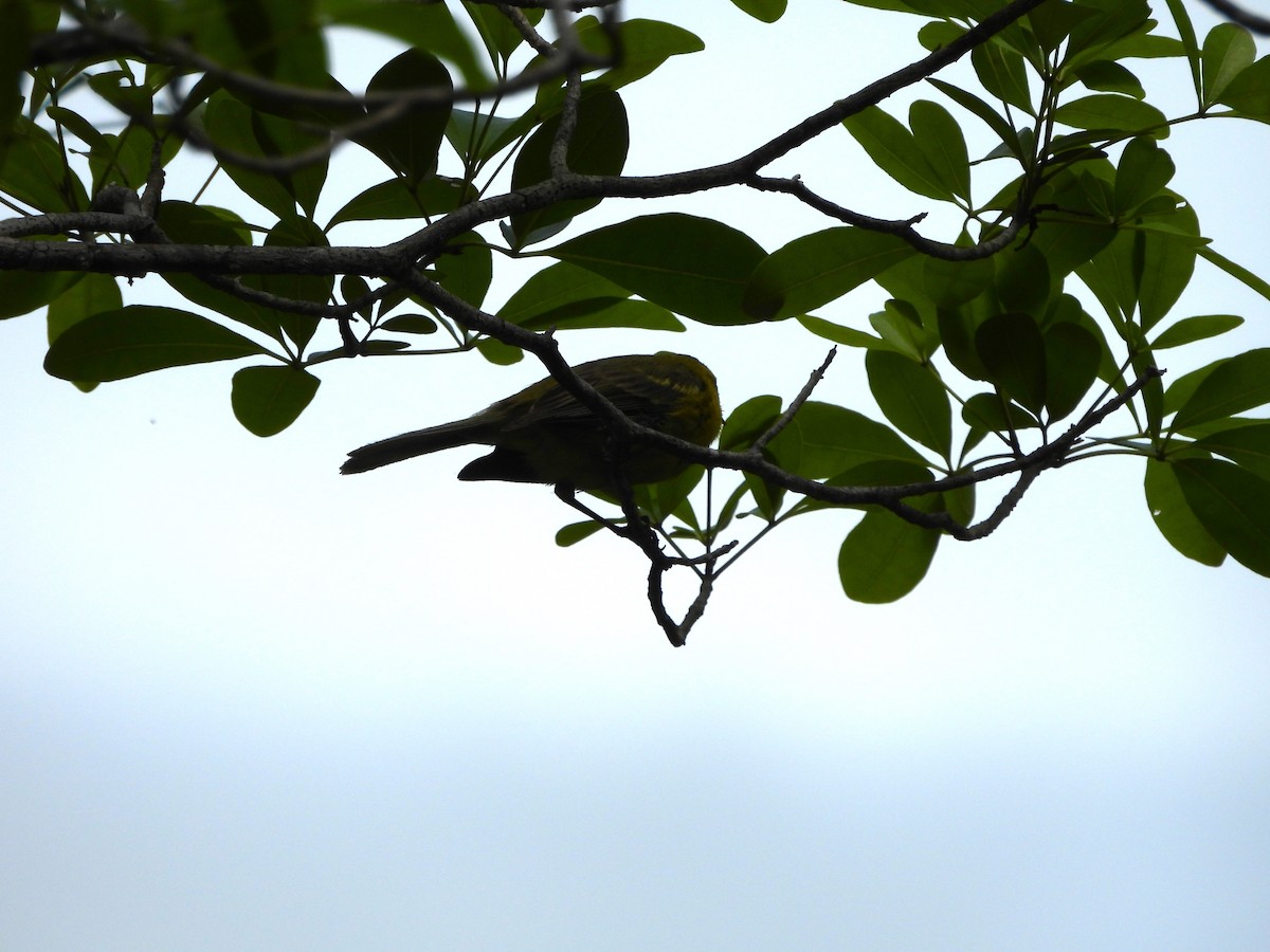 Vitelline Warbler - ML620791997