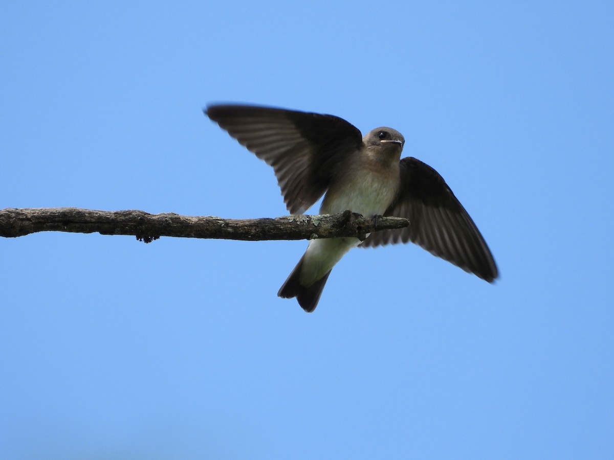 Northern Rough-winged Swallow - Rick Luehrs