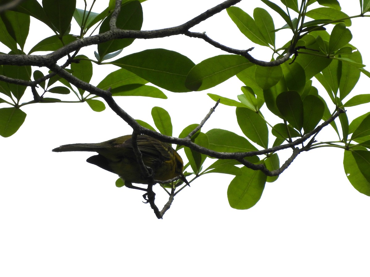 Vitelline Warbler - ML620791999