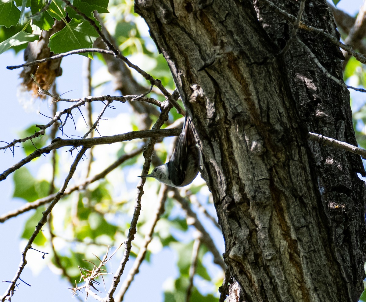 White-breasted Nuthatch - ML620792002