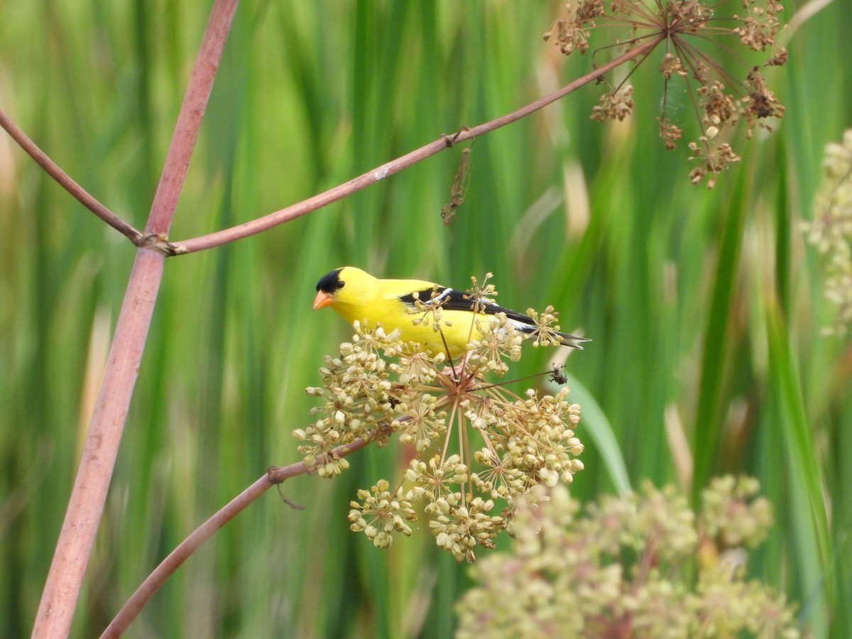 American Goldfinch - ML620792004