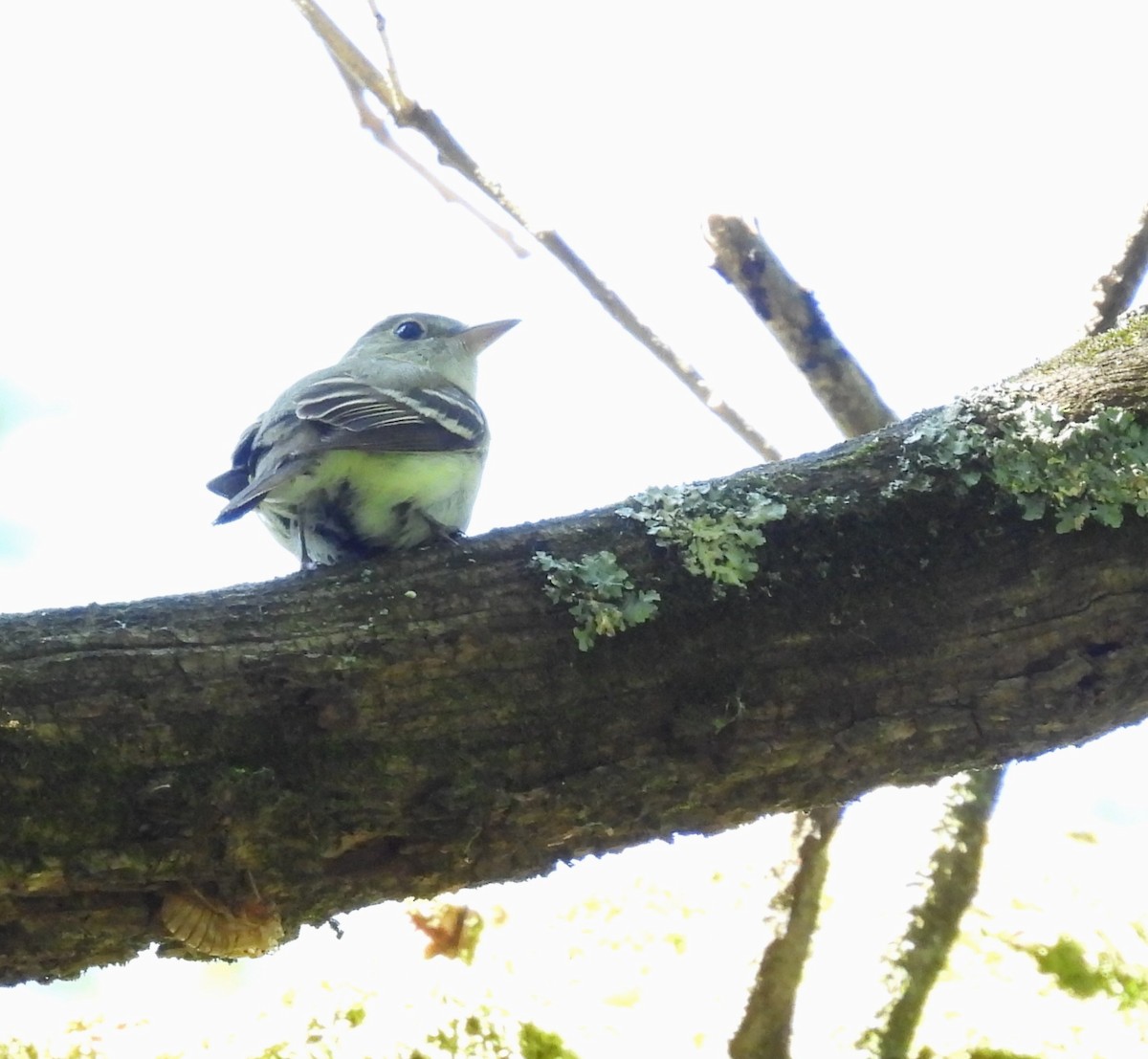 Acadian Flycatcher - ML620792005