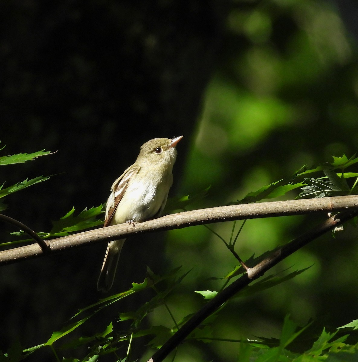 Acadian Flycatcher - ML620792006