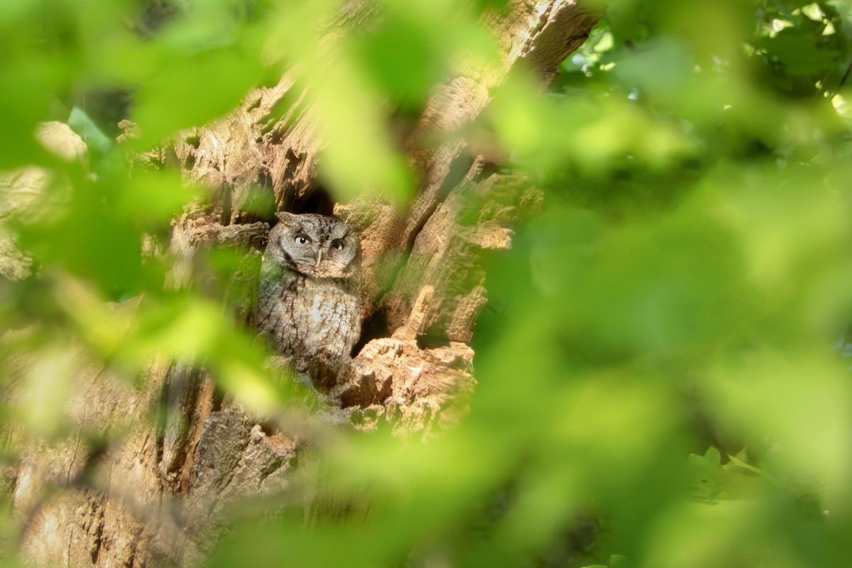 Eastern Screech-Owl - ML620792007