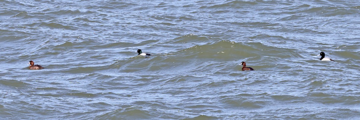 Greater Scaup - ML620792008