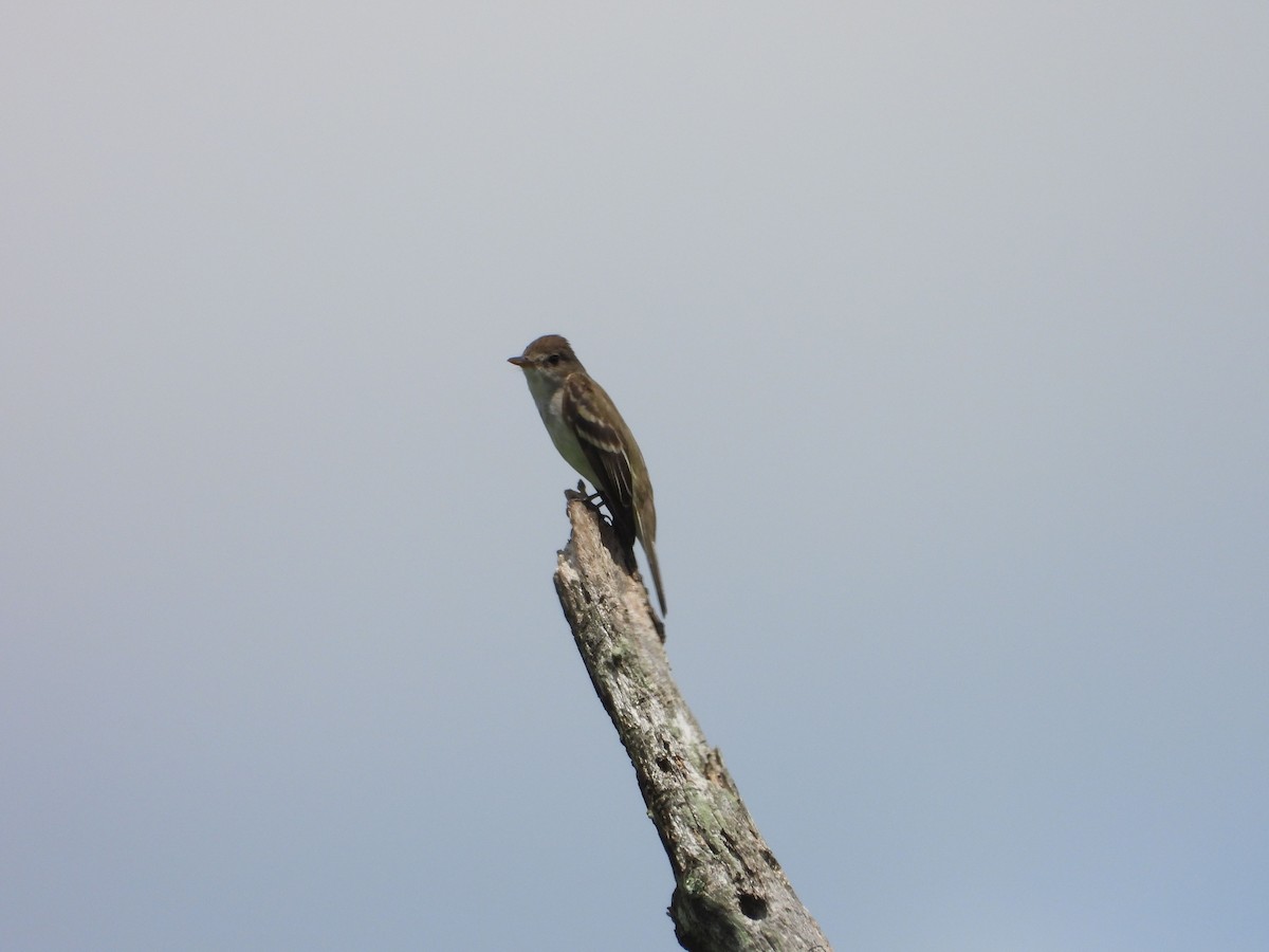 Willow Flycatcher - ML620792009