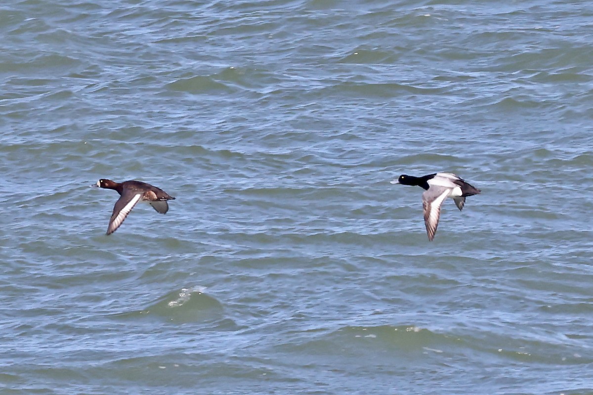 Greater Scaup - ML620792011