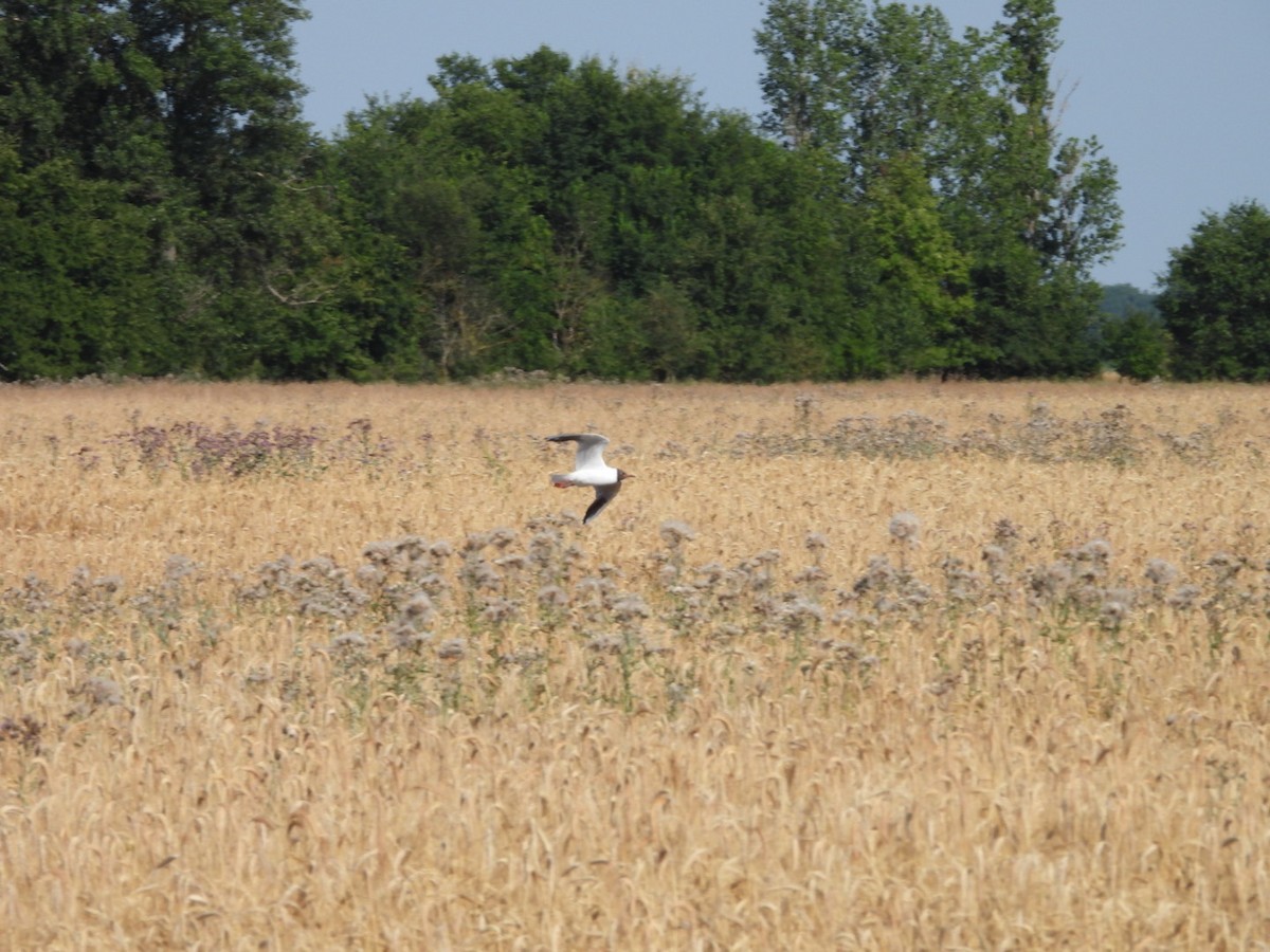 Black-headed Gull - ML620792013