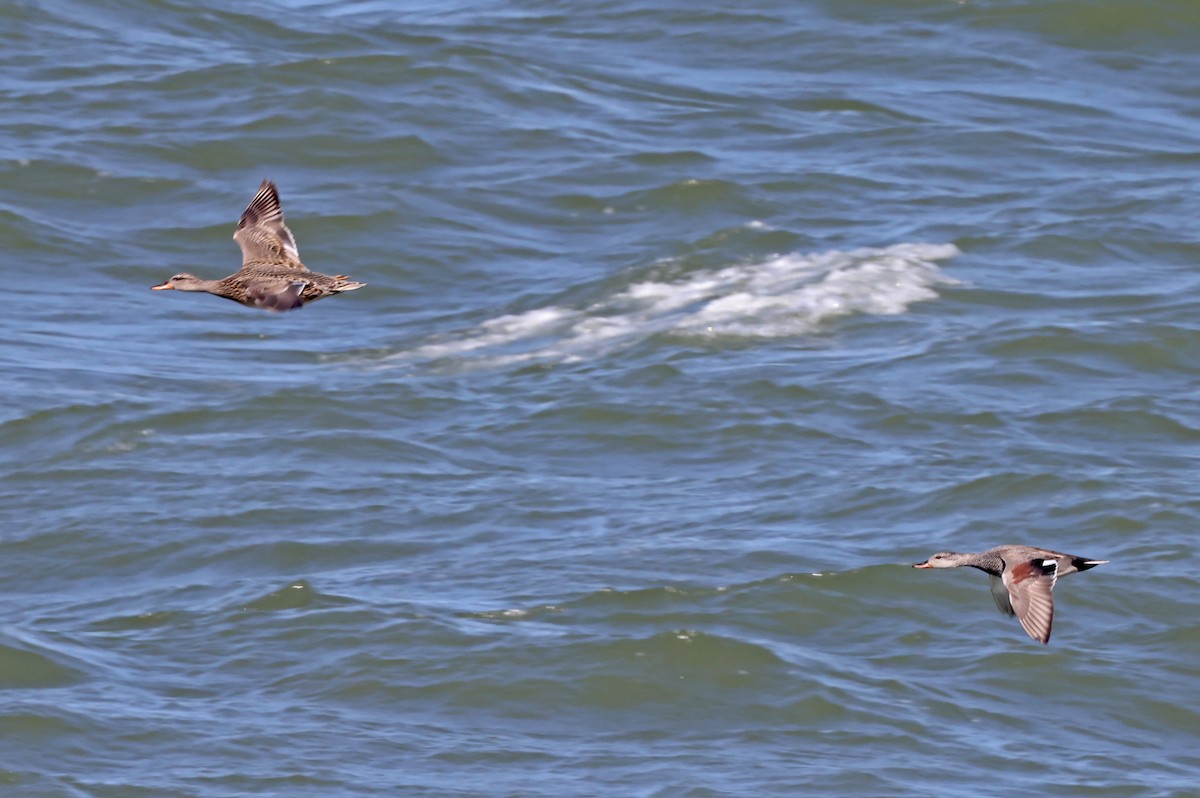 Gadwall - ML620792015