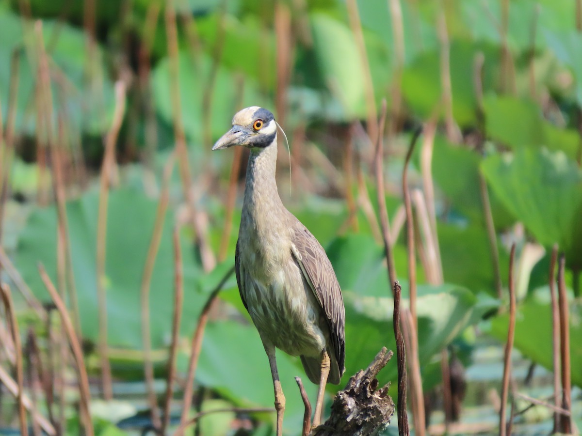 Yellow-crowned Night Heron - ML620792017