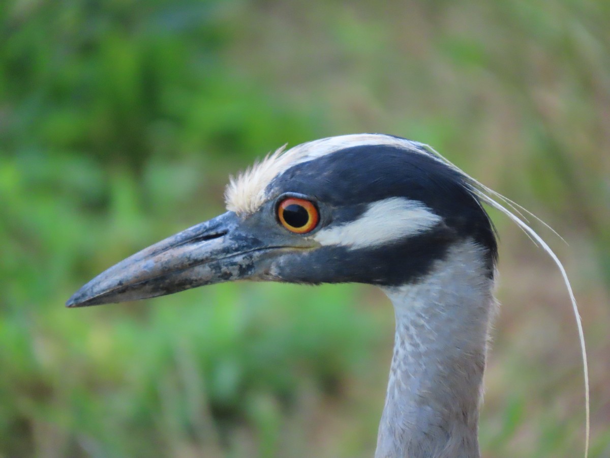 Yellow-crowned Night Heron - Duncan Bishop