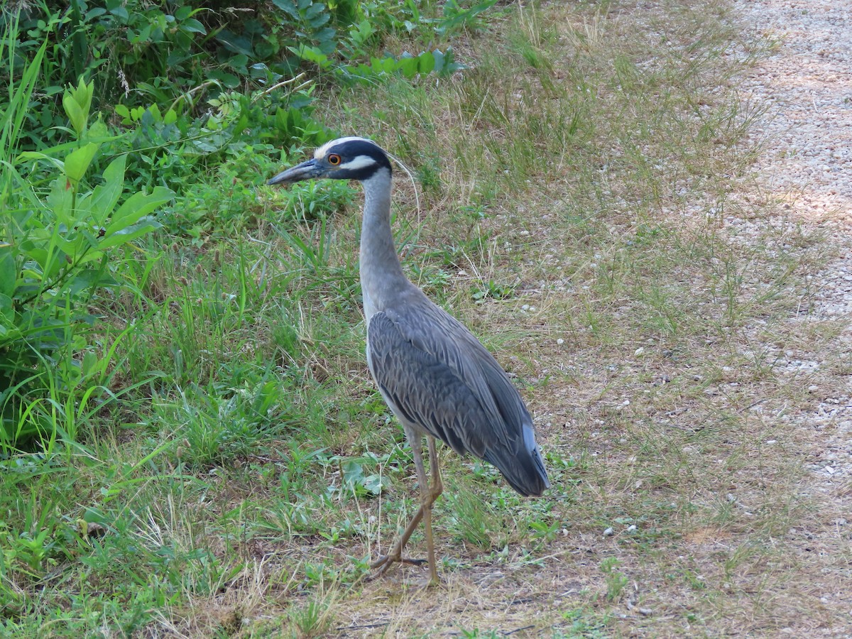 Yellow-crowned Night Heron - ML620792022