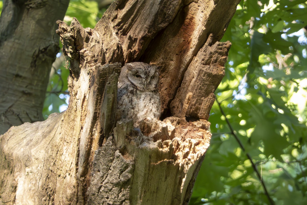 Eastern Screech-Owl - ML620792044