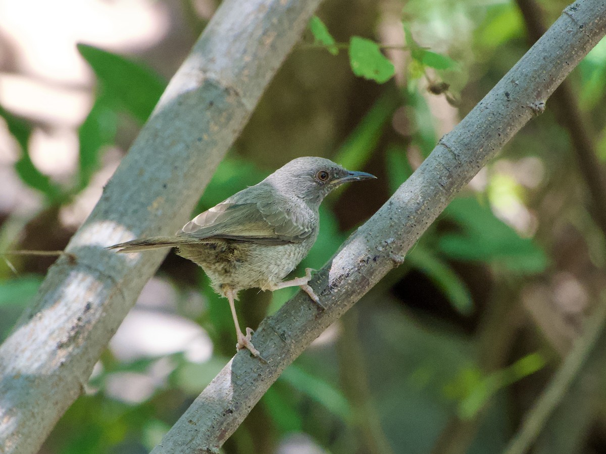 Miombo Wren-Warbler - ML620792049