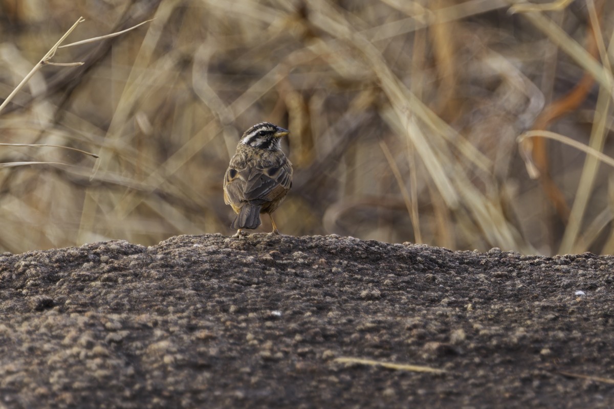 Gosling's Bunting - ML620792058