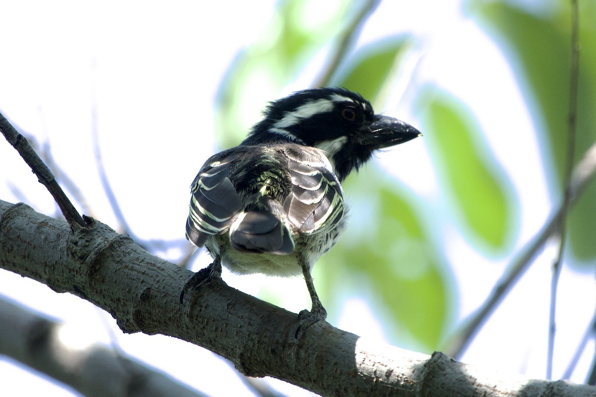 Spot-flanked Barbet - ML620792062