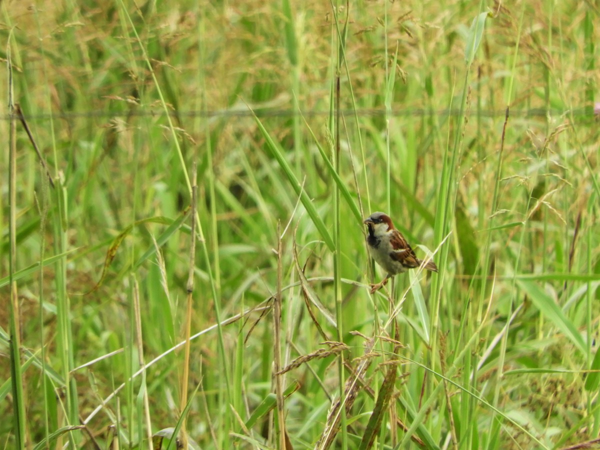 House Sparrow - Jorge Juan Rueda