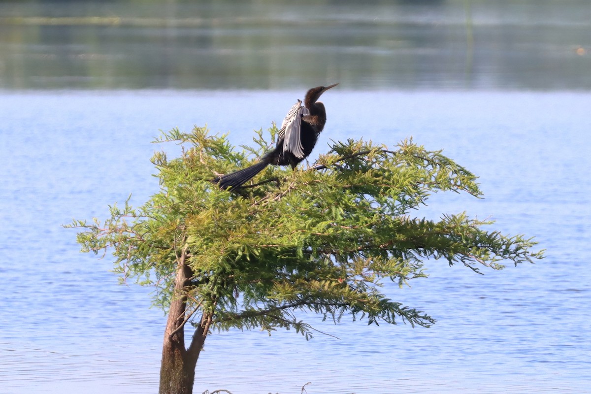 Amerika-Schlangenhalsvogel - ML620792073