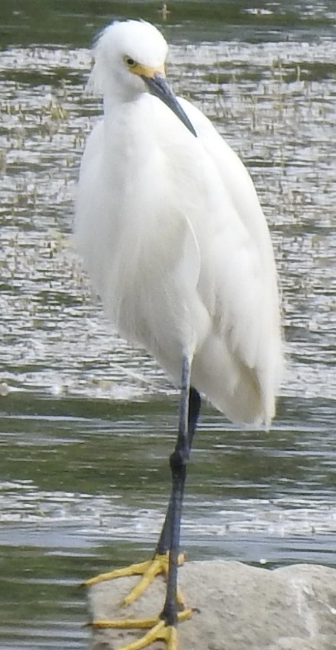 Snowy Egret - ML620792074