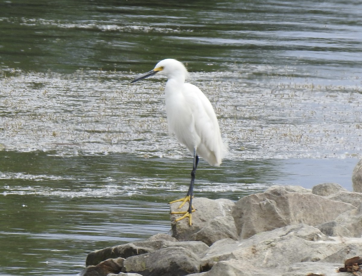 Snowy Egret - ML620792075