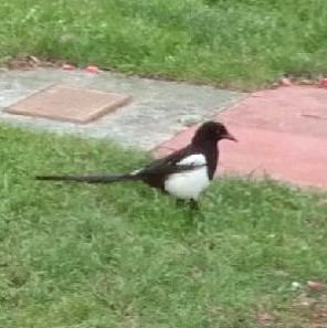 Black-billed Magpie - Beverly Poppke