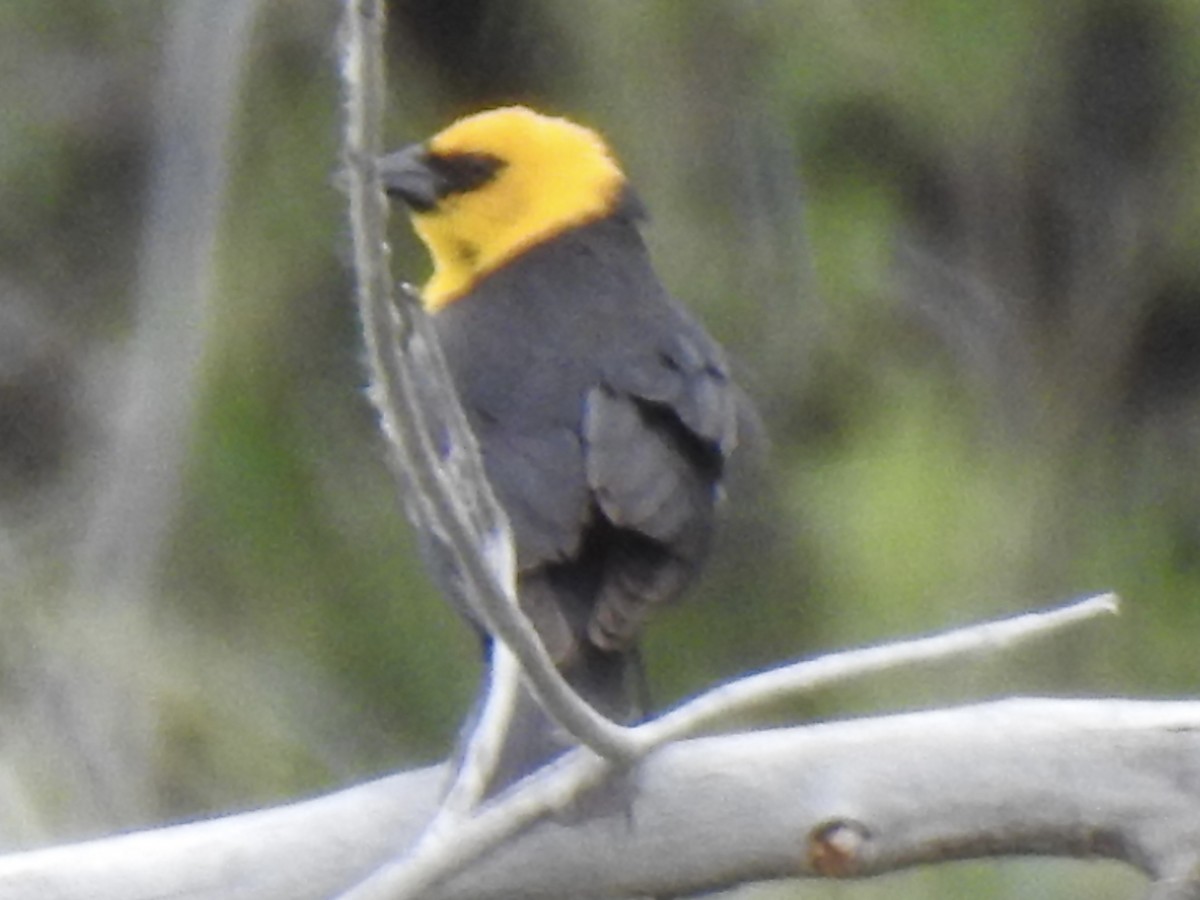 Yellow-headed Blackbird - ML620792079