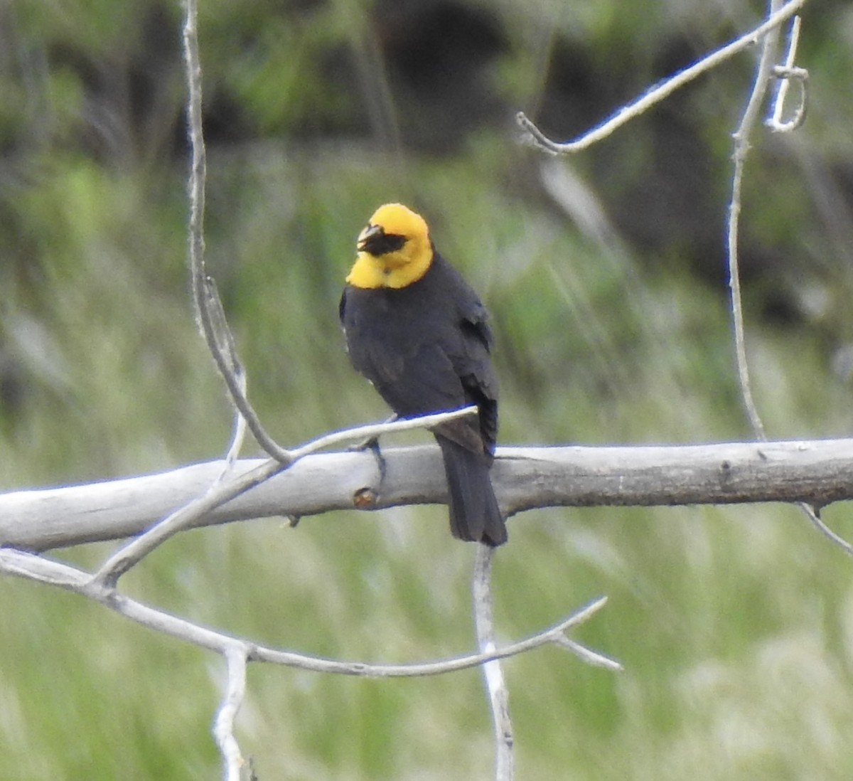 Yellow-headed Blackbird - ML620792080