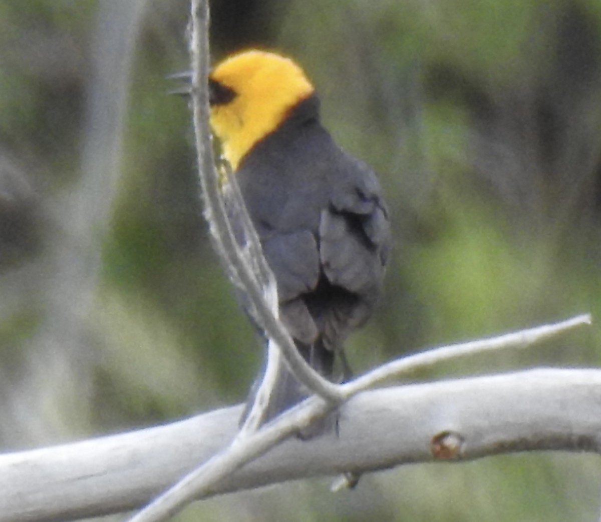 Yellow-headed Blackbird - ML620792081