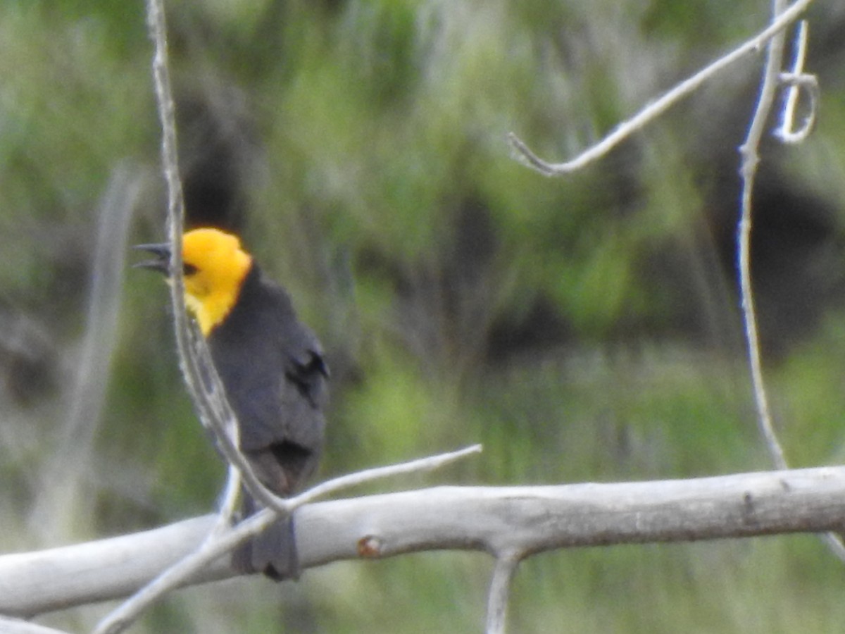 Yellow-headed Blackbird - ML620792082