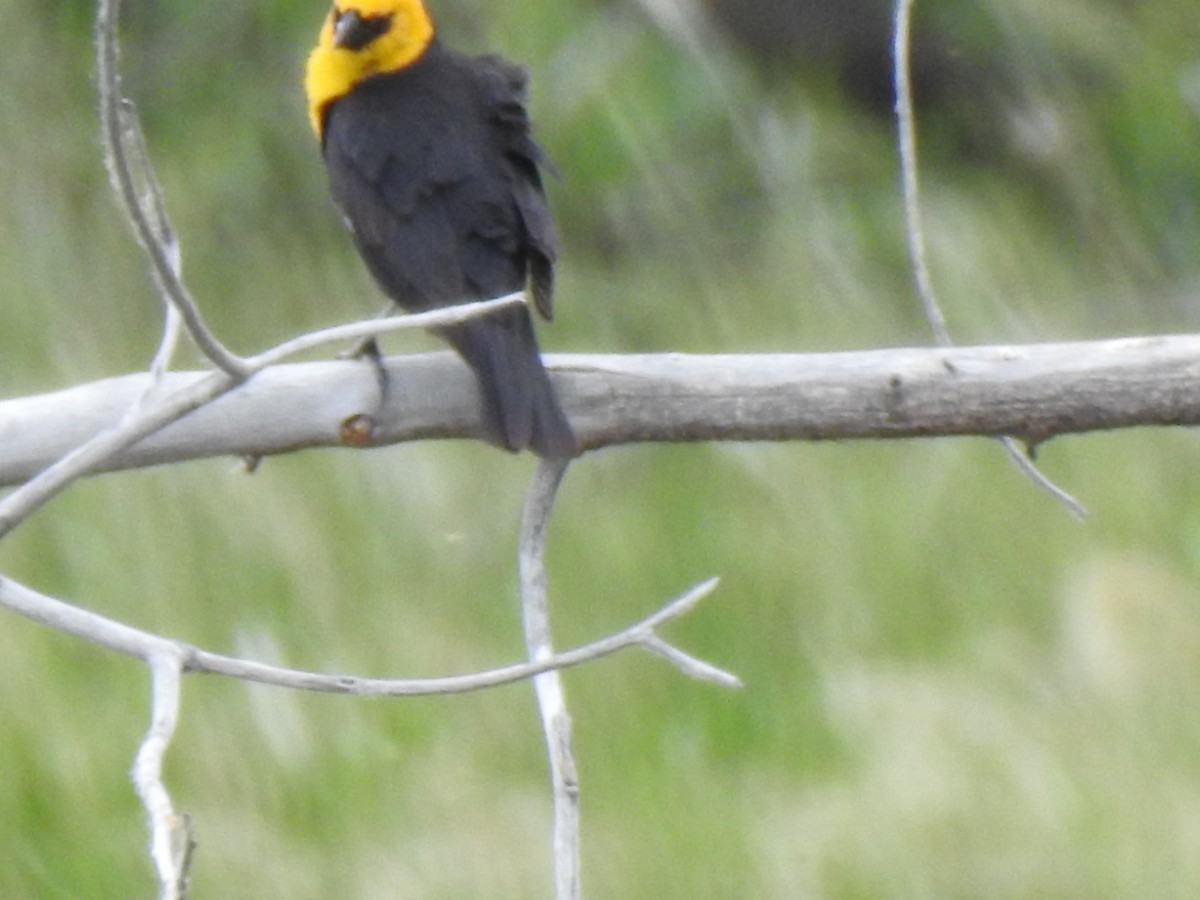 Yellow-headed Blackbird - ML620792083