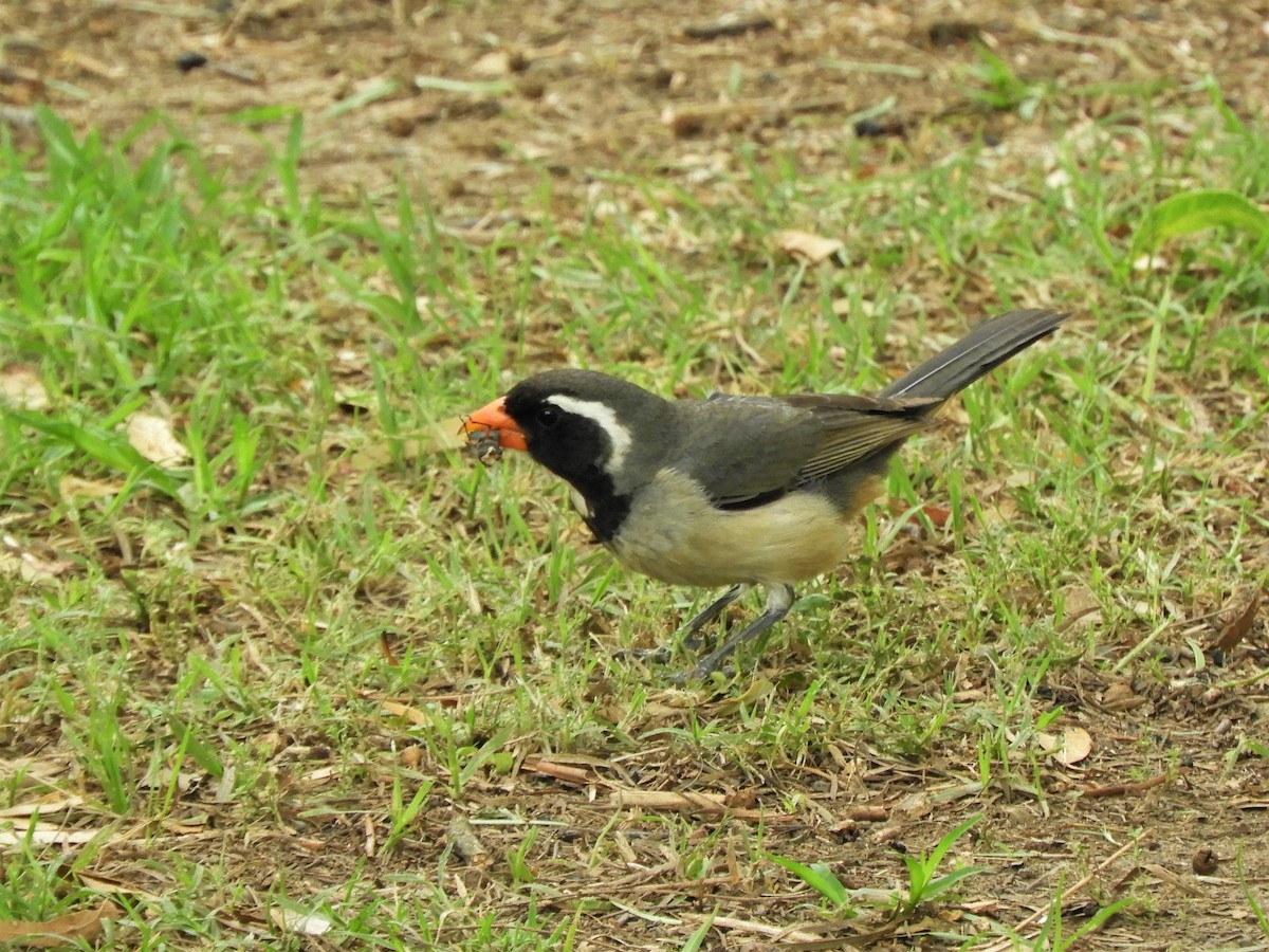 Golden-billed Saltator - ML620792086