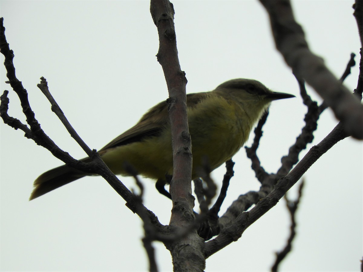 Tropical Kingbird - ML620792089