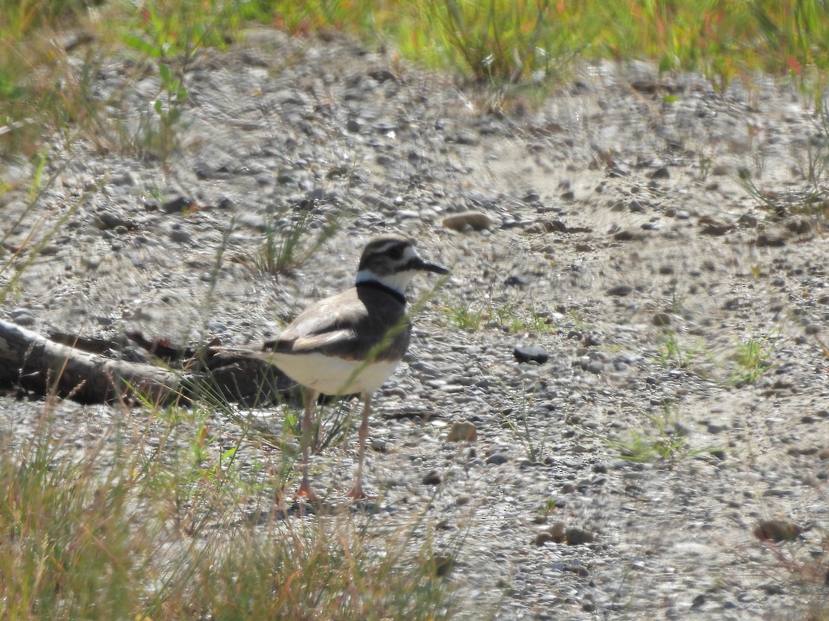 Killdeer - ML620792090