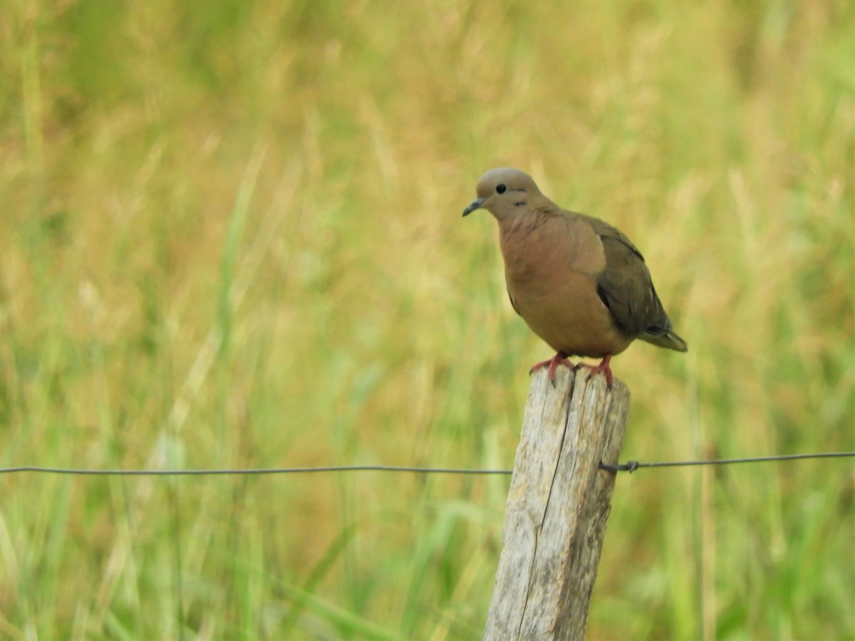 Eared Dove - ML620792092