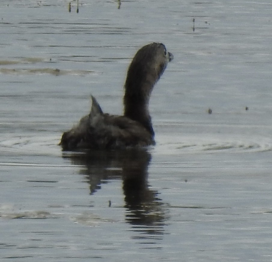 Pied-billed Grebe - ML620792093