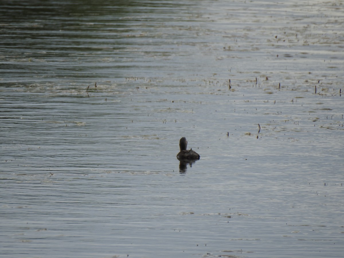 Pied-billed Grebe - ML620792094