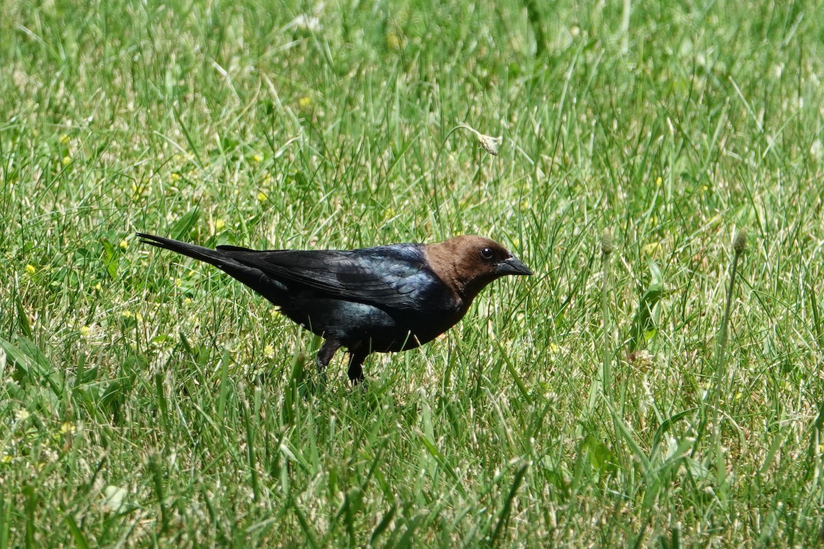 Brown-headed Cowbird - ML620792095