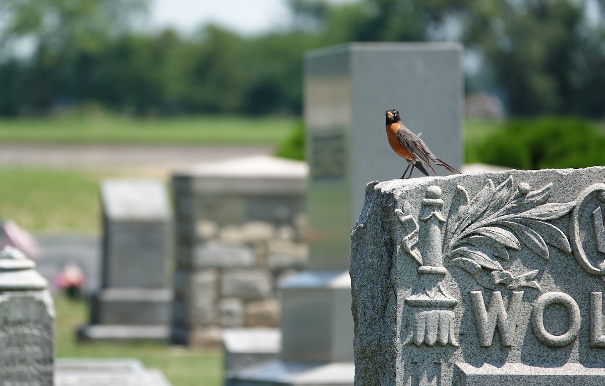 American Robin - ML620792096