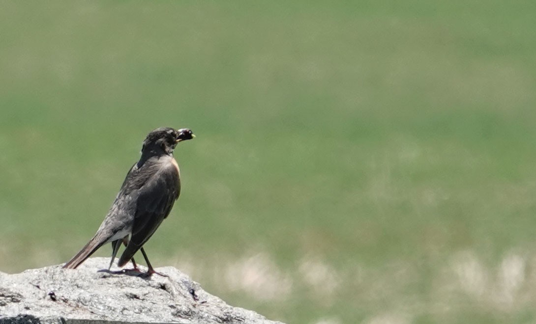 American Robin - ML620792099