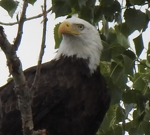 Weißkopf-Seeadler - ML620792102