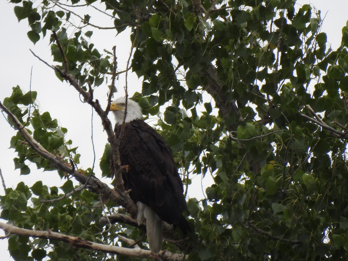 Bald Eagle - Terry Crowe