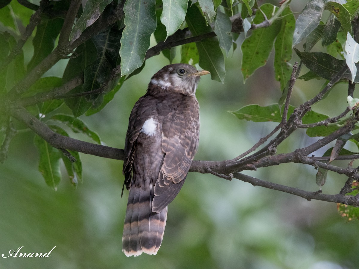 Common Hawk-Cuckoo - ML620792106