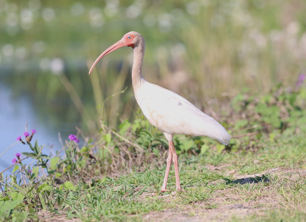 ibis bílý - ML620792107