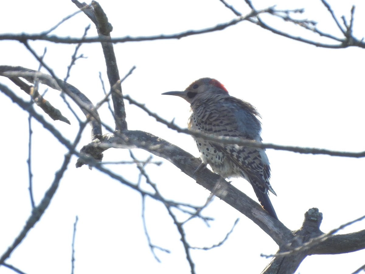 Northern Flicker - ML620792108