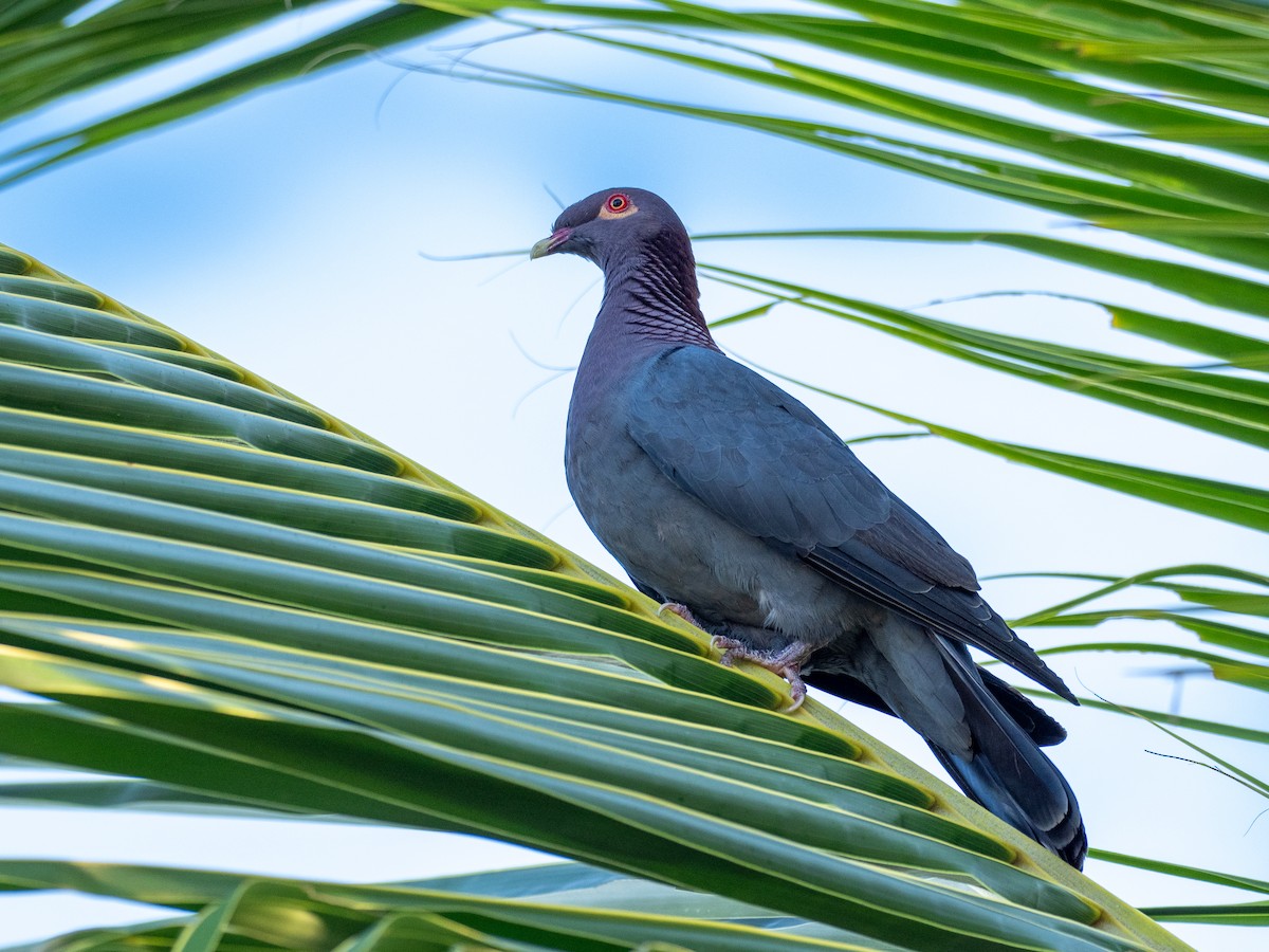 Scaly-naped Pigeon - ML620792112