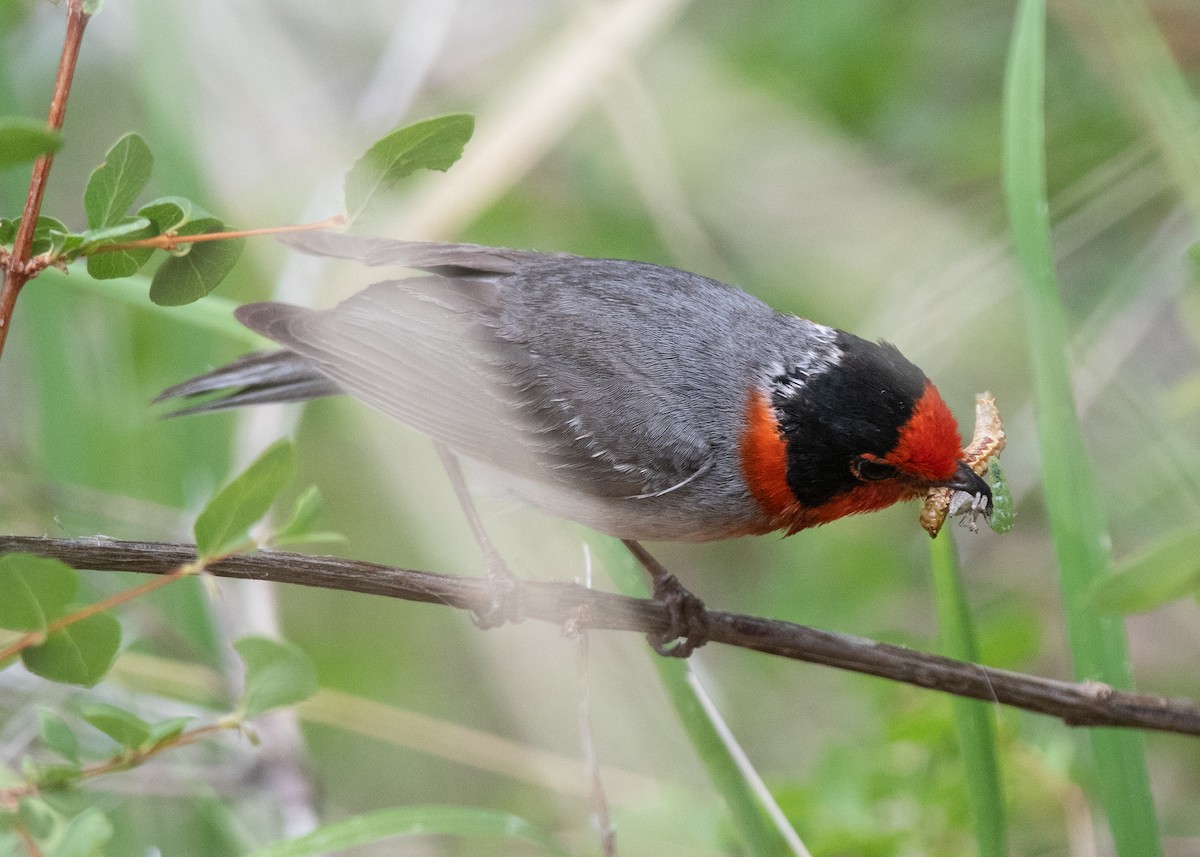 Paruline à face rouge - ML620792113