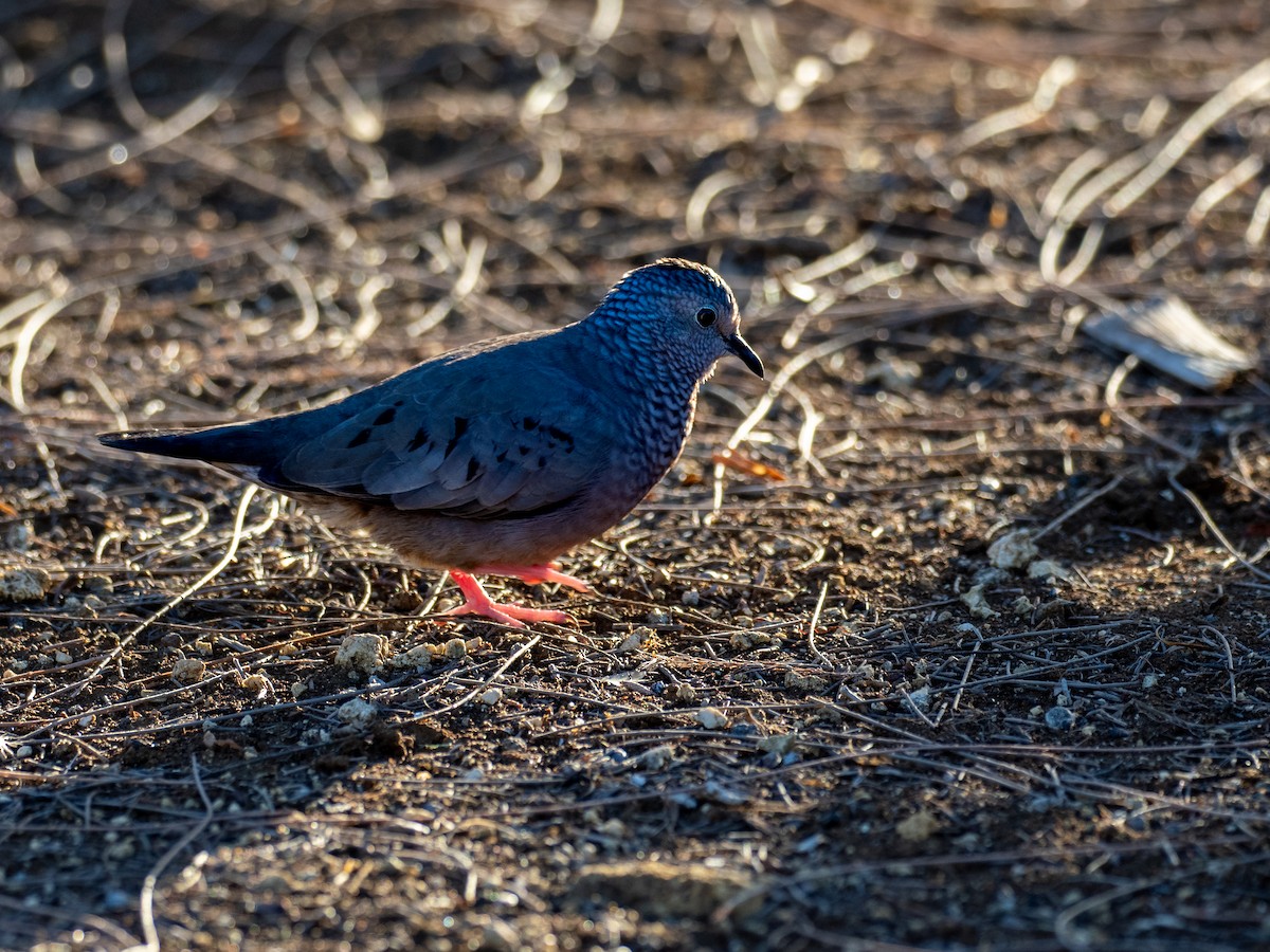 Common Ground Dove - Kevin McAuliffe