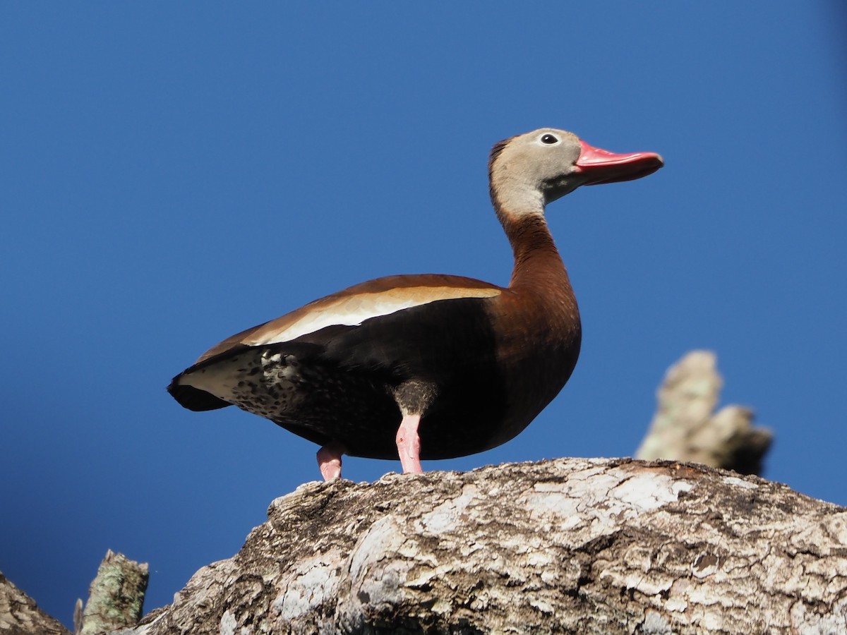 Black-bellied Whistling-Duck - ML620792121