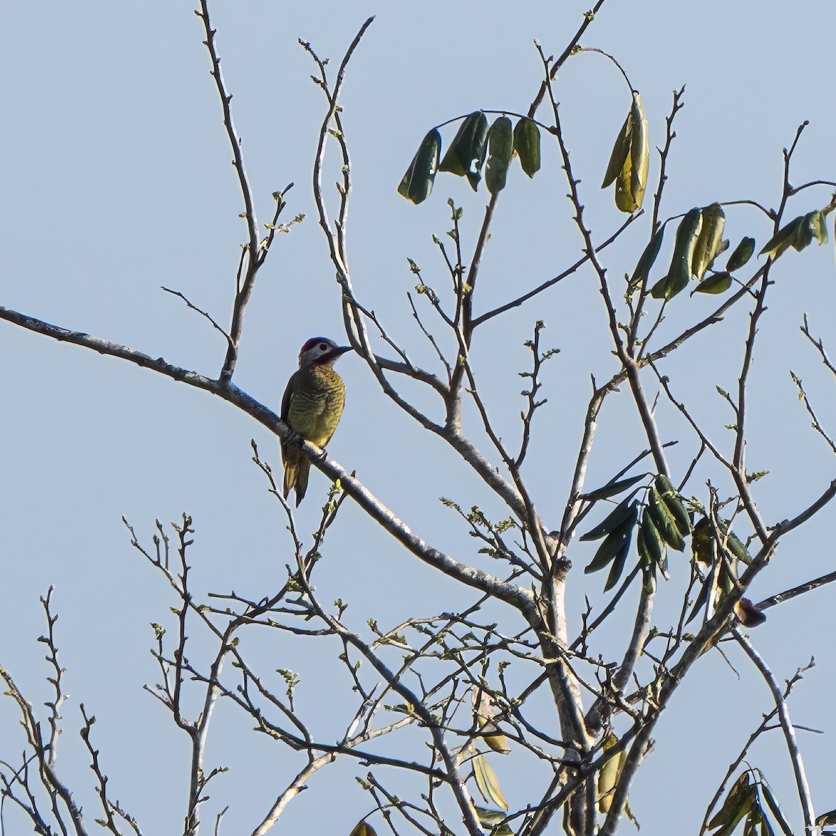 Golden-olive Woodpecker - ML620792123